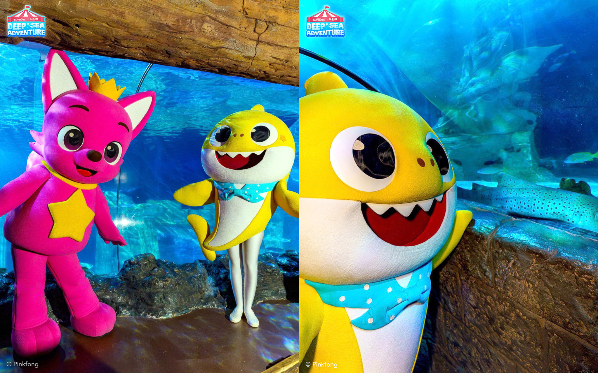 포르투갈 Baby Shark Deep Sea Adventure
